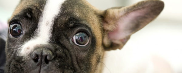 stress chez le chien