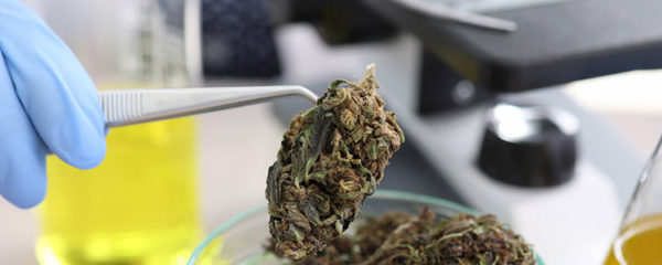 Fleur de CBD