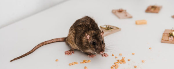 Se débarrasser des rats
