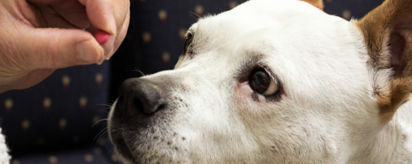complément alimentaire pour animaux